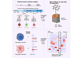 Single-cell study sheds new light on why ovarian cancer becomes resistant to chemotherapy